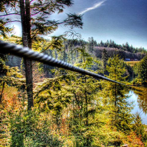 A zipline over the treetops in Oregon